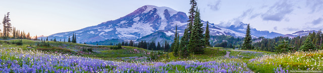 Mt. Rainier