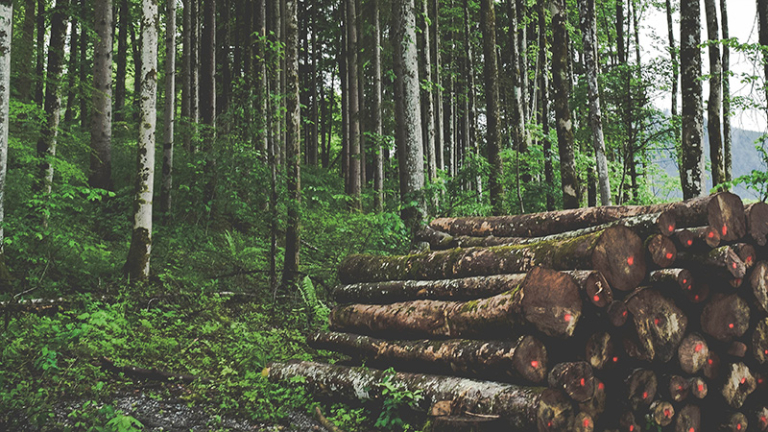 Forest with sawn logs